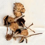 Magic Mushrooms